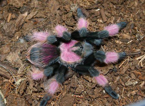 exotic tarantulas | Uncle Tarantula Pink Tarantula, Pet Tarantula, Arachnids Spiders, Spiders And Snakes, Spider Species, Pet Spider, Cool Bugs, Pink Toes, Beautiful Bugs