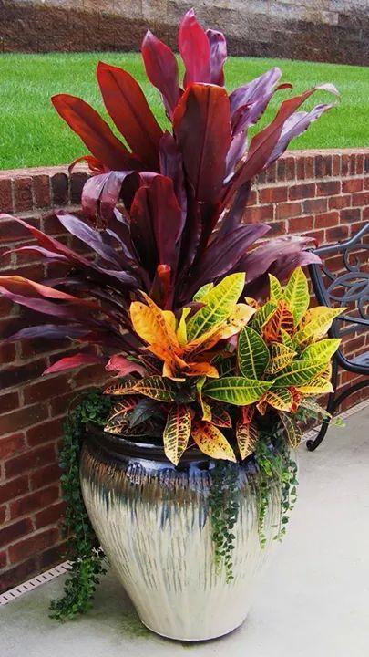 Succulent Planting, Potted Plants Patio, Garden Succulents, Pepper Plant, Plant Succulents, Porch Plants, Tropical Garden Design, Container Garden Design, Potted Plants Outdoor