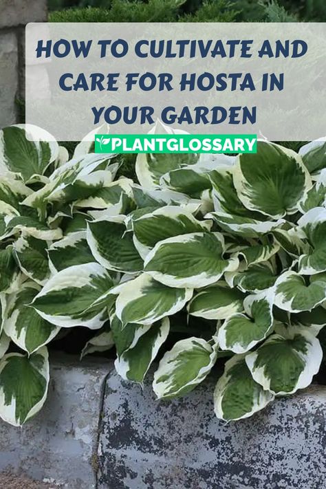 Hostas are a gardener's delight, known for their beautiful leaves and minimal care needs. This article explores the best practices for growing and caring for hostas. Learn about the importance of proper planting techniques, watering schedules, and soil preparation. With these expert tips, you can ensure your hostas flourish, adding a touch of elegance and greenery to your garden. How To Care For Hostas, Hosta Care Tips, Caring For Hostas, Planting Techniques, Hosta Care, Hosta Varieties, Hosta Plants, Beautiful Leaves, Soil Ph