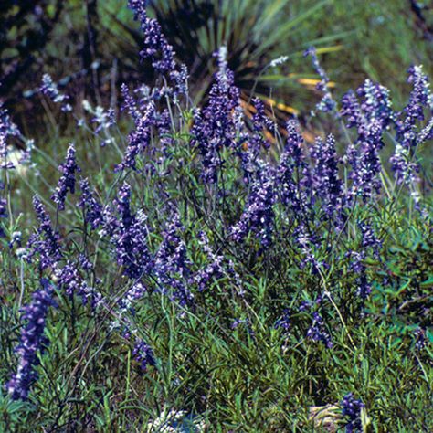 Sage, Mealy Blue | AustinTexas.gov - The Official Website of the City of Austin Blue Salvia, Sage Plant, My Butterfly, Tree Planters, Blue Sage, Plant Guide, Front Lawn, Wildflower Garden, Summer Plants