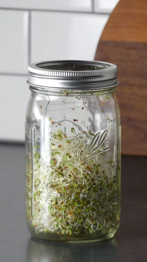 How To Grow Alfalfa Sprouts in a Jar - Chia Sprouts In A Jar, Alphalfa Sprouts, Growing Sprouts In A Jar, How To Sprout Alfalfa Seeds, How To Grow Alfalfa Sprouts, Sprouting Broccoli Seeds In A Jar, Alfalfa Sprouts Growing, Sprouting Alfalfa Seeds In A Jar, Grow Alfalfa Sprouts