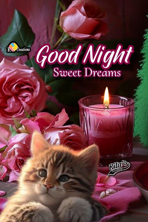 Good Night Cats Sweet Dreams, Good Night Cats, Goodnight Images, Good Night Cat, My Husband Quotes, Good Night Pics, Good Morning Love Gif, Cute Cat Images, Evening Quotes