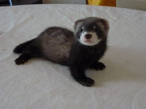 Black Ferret, Ferrets Care, Baby Ferrets, Funny Ferrets, Pet Ferret, Cute Ferrets, Baby Otters, Boston Terrier Puppy, Super Cute Animals