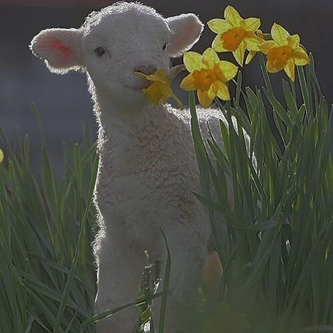 @virtualhails #white  #lamb #cute #aesthetic On Twitter, Yellow, Twitter