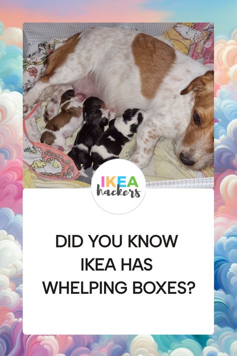 Shaz recently helped her dog birth a new litter and recommends the storage cases from IKEA for a cost-effective and manageable whelping box for smaller dog breeds. Welping Box Ideas Puppies Small Dog, Whelping Box Ideas For Small Dogs, Whelping Box Ideas, Whelping Box Ideas How To Build, Diy Whelping Box Ideas, Welping Box Ideas Puppies Diy Cheap, Diy Whelping Box For Small Dogs, Ikea Hacks For Cats, Ikea Room Divider