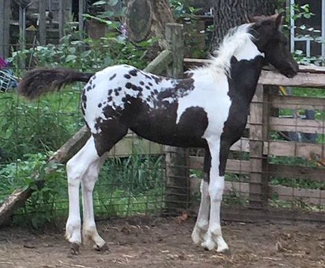 pretty Pintaloosa colot Pintaloosa Horse, Unusual Horse, Wild Horses Photography, Horse Markings, Horse Coat Colors, Animal Inspiration, Gorgeous Horses, Cats Art Drawing, Pinto Horse