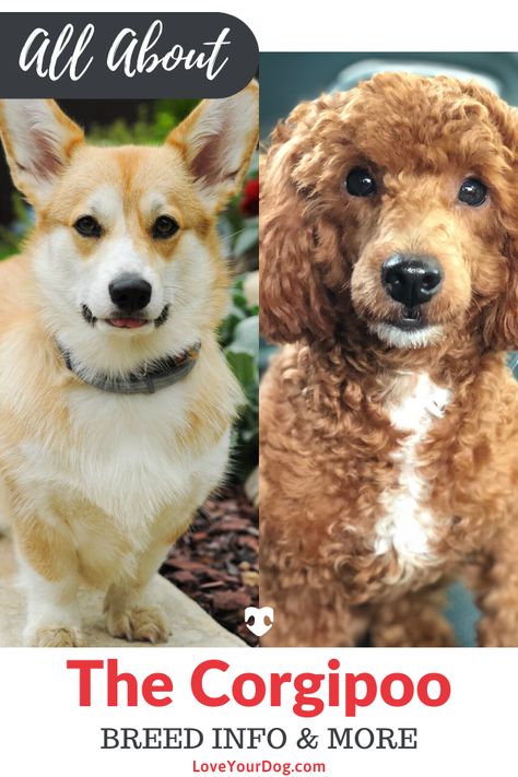 What can be cuter than the Corgi Poodle mix? These adorable canines resemble Poodles with tiny legs. While these dogs might be adorable, it is important to know what you’re getting into before adopting one. Find out more here! #LoveYourDog #CorgiMix #PoodleMix #Corgipoo #Dog #SmallDog Corgipoo Puppies, Golden Corgi Mix Puppy, Tri Color Corgi, Corgi Poodle Mix Puppy, Aussie Corgi Mix Puppy, Corgi Poodle, Corgi Poodle Mix, Mini Corgi, Poodle Mix Puppies