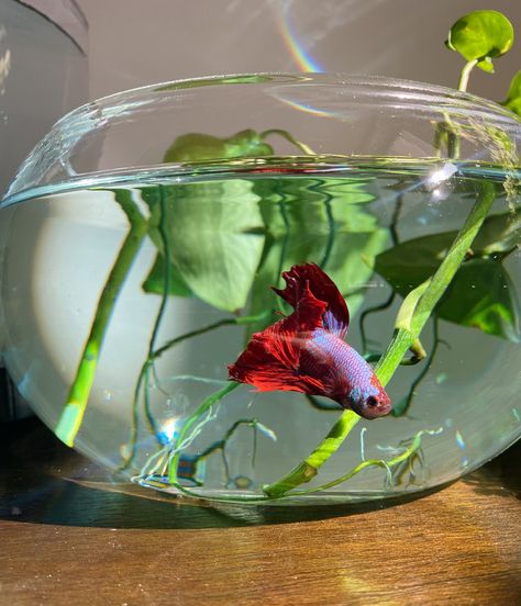 Este es Queso. En esta imagen estaba recien llegado en una casa provicional 🌱💚 #pez #bettafish #pets #acuario #naturaleza Betta Fish, Fish