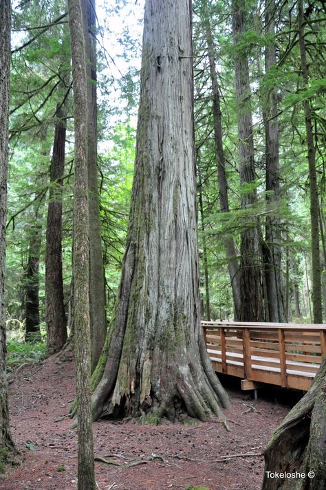 Cathedral Grove 2022. – Tokeloshe Douglas Fir Tree, Port Alberni, Cathedral Grove, Forest Ecosystem, Under The Shadow, River Falls, Old Trees, Indigenous Culture, Forest Fire