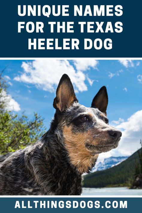 If you've seen Far Cry 2, Boomer is sure to feature in your list of Texas heeler names, when you're planning on getting one. However, this dog has a fair few interesting features that can also help you find the perfect name. Read our breed guide to learn more!  #texasheelernames #texasheeler #heeler Texas Heeler Puppy, Texas Heeler Dogs, Blue Heeler Puppy Names, Pitsky Dogs, Country Dog Names, Red Heeler Puppies, Texas Heeler, Red Heeler Dog, Far Cry 2