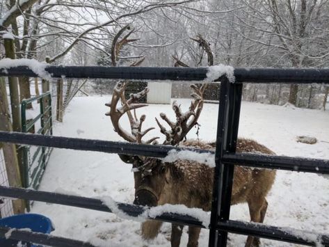 Reindeer Aesthetic, Aesthetic Reindeer, Winter Aesthetic Christmas, Reindeer Farm, Lush Christmas, Meet Santa, Reindeer Games, Snow Falls, Christmas Experiences