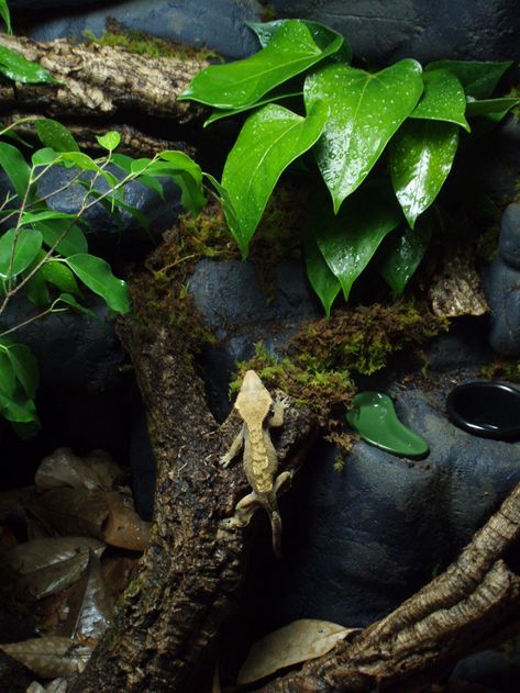 Bioactive Enclosure Ideas, Bioactive Crested Gecko Enclosure, Bioactive Vivarium Crested Gecko, Crested Gecko Vivarium Ideas, Crested Gecko Bioactive Terrarium, Bioactive Crested Gecko Terrarium, Bioactive Crested Gecko Tank, Crested Gecko Tank, Bioactive Terrarium