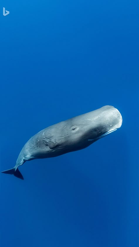 Sea Mammal, Sperm Whale, Whale Art, Water Animals, Marine Mammals, Blue Whale, Marine Animals, Ocean Animals, Sealife