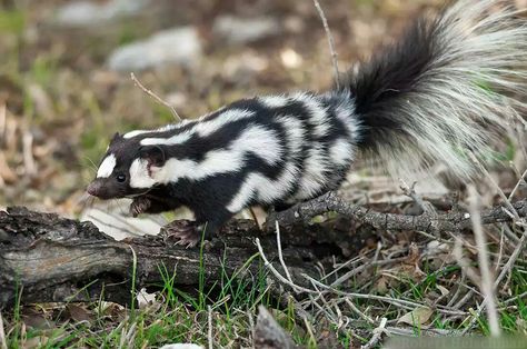 pygmy spotted skunk (Spilogale pygmaea Spotted Skunk, Fat Squirrel, Striped Skunk, Interesting Creatures, Baby Skunks, Small Mammals, Wild Kingdom, Life List, Pattern Inspiration