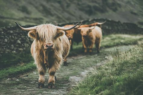 cow passing through grass, brown yak, nature, highland cow, cattle HD wallpaper Highland Cow Wallpaper, Valentines Backgrounds, Highlander Cows, Highland Cow Pictures, Mini Highland Cow, Cow Photography, Highland Coo, Exotic Animals As Pets, Spring Iphone Wallpaper