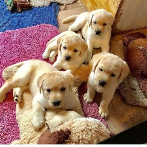 What’s up family @bbflabradors Golden Retriever Facts, Labrador Puppies For Sale, Puppies Golden Retriever, Puppy Golden Retriever, Cute Golden Retriever, Yellow Labs, Bulldog Puppies For Sale, Make Your Day Better, Golden Retriever Puppies