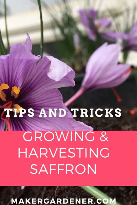 How to grow and harvest saffron at home. Tips and tricks on growing one of world's most expensive spice in own home garden. #growingsaffron #saffron Saffron Health Benefits, Growing Saffron, Benefits Of Saffron, Saffron Plant, Apple Tree Care, Growing Vegetables At Home, Saffron Flower, Gothic Garden, Plant Guide