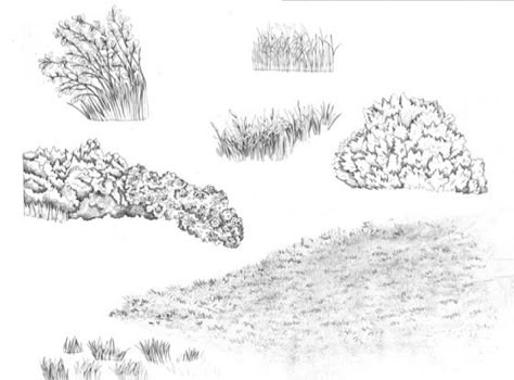 How to draw Realistic Trees, Plants Bushes and Rocks on Pinterest ... Garden Sketches, Bush Drawing, Draw Plants, Landscape Drawing Tutorial, How To Draw Realistic, Draw Realistic, Texture Drawing, Landscape Sketch, Realistic Drawing