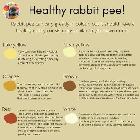 Rabbit Pee Color, Bunny Owner Tips, Taking Care Of Bunnies, Rabbit Essentials List, Bunny Supplies List, Rabbit Routine, Rabbit Care For Beginners, Rabbit Hacks, Bunny Training