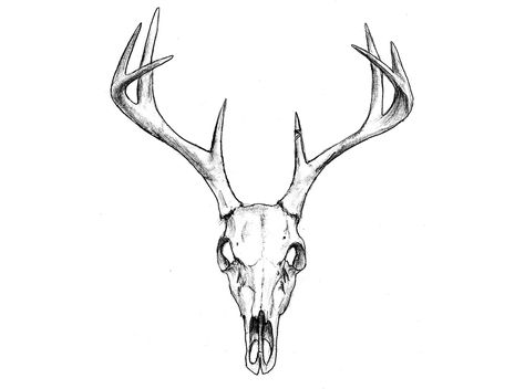 Deer Head Skull Tattoo, Dear Skull Drawing, Stag Skull Drawing, Elk Head Tattoo, Deer Skull Knee Tattoo, Dear Head Tattoo, Stag Head Drawing, Deer Skull Outline, Deer Skull Sketch