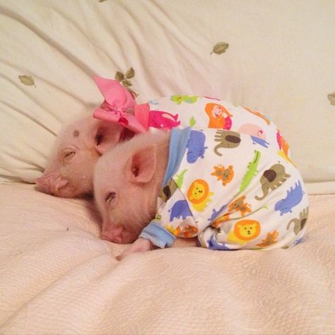 Baby Piglets, Teacup Pigs, Small Pigs, Cute Piglets, Slaap Lekker, Mini Pigs, Cute Piggies, Pet Pigs