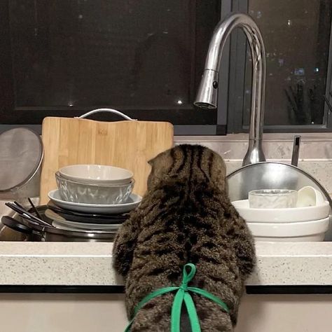 CatsVideos on Instagram: "kitchen helper #cat #catsofinstagram #catlover" Cats In The Kitchen, Cat With Dog, Cat Loaf, Cat Kitchen, 2024 Kitchen, Instagram Kitchen, Animal World, Silly Cats Pictures, Kitchen Helper