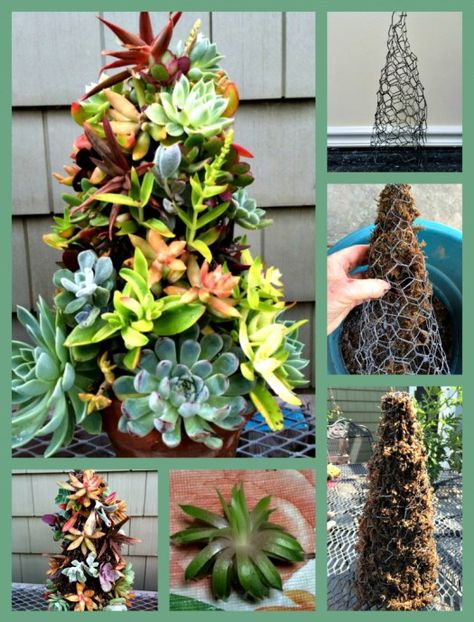 Succulent Christmas, Succulent Tree, Centerpieces Ideas, Container Garden Design, Succulent Garden Design, Succulent Centerpieces, Succulent Garden Diy, Christmas Plants, Types Of Succulents