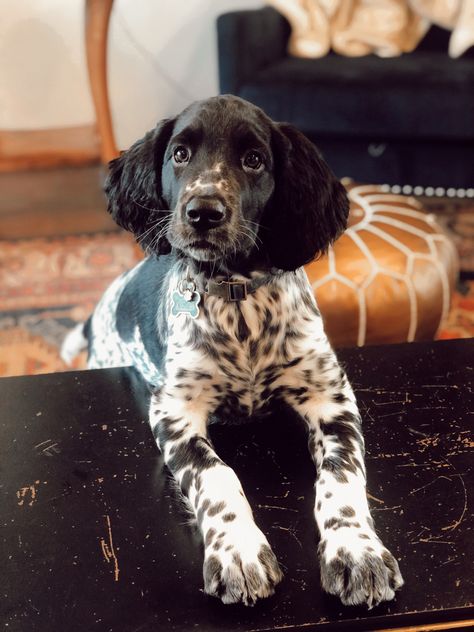 Large Munsterlander puppy #puppy #uniquebreed #dog #puppies Munsterlander Puppy, Large Munsterlander Dog, Munsterlander Dog, Large Munsterlander, Springer Spaniel Puppies, Puppy Face, Cat Hair, Spaniel Puppies, Bird Dogs