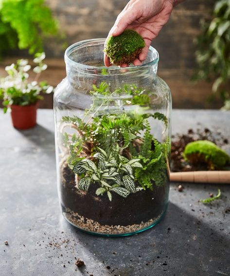 How to make a terrarium in 5 simple steps | How To Make A Terrarium Step By Step, How To Make A Terrarium, How To Make An Open Terrarium, Best Closed Terrarium Plants, Closed Terrarium Ideas Diy How To Make, Tarerium Plants, Sealed Terrarium Bottle Garden, Mason Jar Terrarium, Terrarium Jar