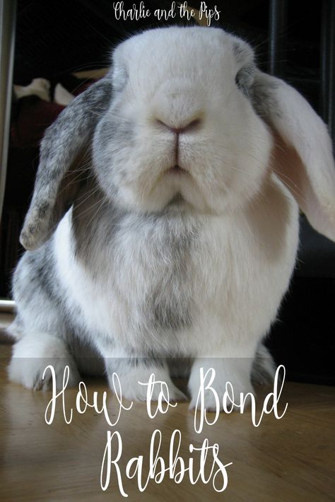 Bonding Rabbits, Bunny Items, House Bunny, Cat And Fish, Bunny Friends, Rabbit Stuff, Raising Rabbits, Bunny Ideas, Pet Bunny Rabbits