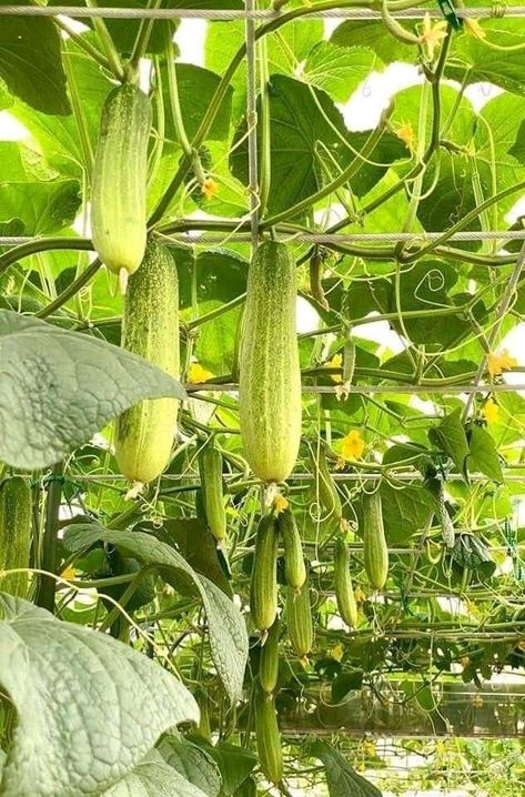 Cucumber Tree, Garden Core, Food Garden, Beautiful Food, Garden Seeds, Fruits And Vegetables, Cactus Plants, Powerpoint Templates, Cucumber