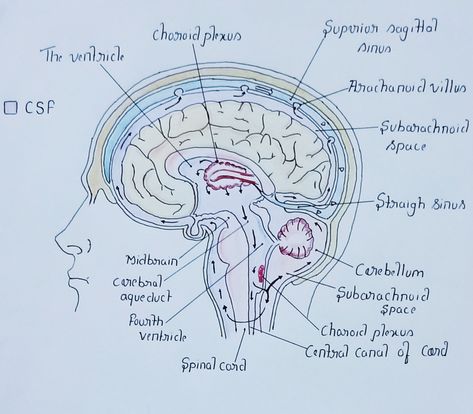 Brain Labeled Diagram Aesthetic, Entamoeba Histolytica, Human Brain Anatomy, How I Take Notes, Brain Diagram, Biology Diagrams, Biological Science, Brain Parts, Heart Diagram