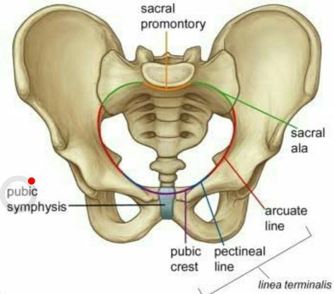 Linea terminalis Radiography Student, Pelvis Anatomy, Hip Anatomy, Bone Drawing, Midwifery Student, Pelvic Bone, Nurse Study Notes, Human Anatomy Drawing, Lower Limb