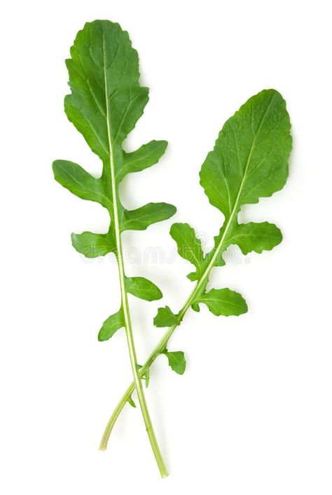 Arugula leaves. Two Arugula leaves on white background. isolated , #sponsored, #leaves, #Arugula, #white, #isolated, #background #ad Arugula Tattoo, Arugula Plant, Salad Guide, Plant Research, Fruits Tea, Herb Art, Seasonal Fruits, Garden Watercolor, Seasonal Produce