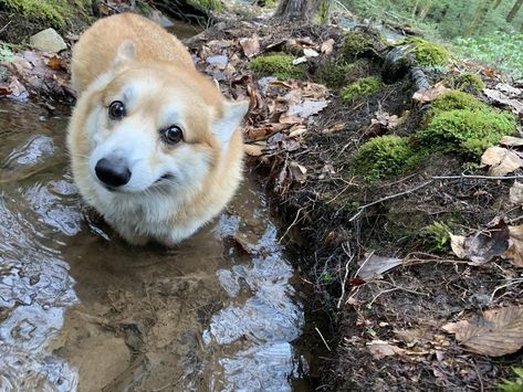 Goofy Dog, Cardigan Welsh Corgi, Silly Dogs, Cute Corgi, Pembroke Welsh Corgi, Silly Animals, Corgi Dog, Welsh Corgi, Little Animals