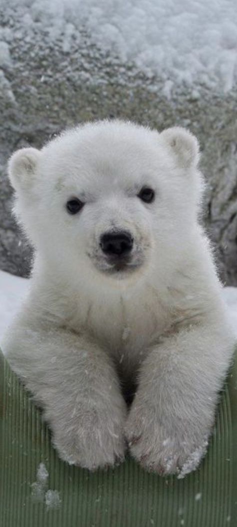 Polar Bear Wallpaper Iphone, Polar Bear Wallpaper, Photo Ours, Baby Polar Bears, Wild Baby, Cute Polar Bear, Young Animal, Baby Animals Pictures, Bear Pictures