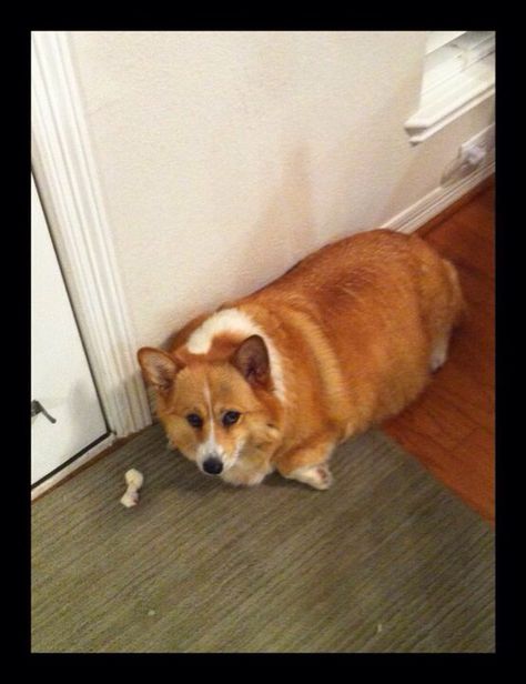 Fat Corgi, Corgi Pictures, Pet Memes, Funny Dog Pictures, Corgi Dog, Animal Memes, Dog Pictures, Group Chat, Funny Dogs