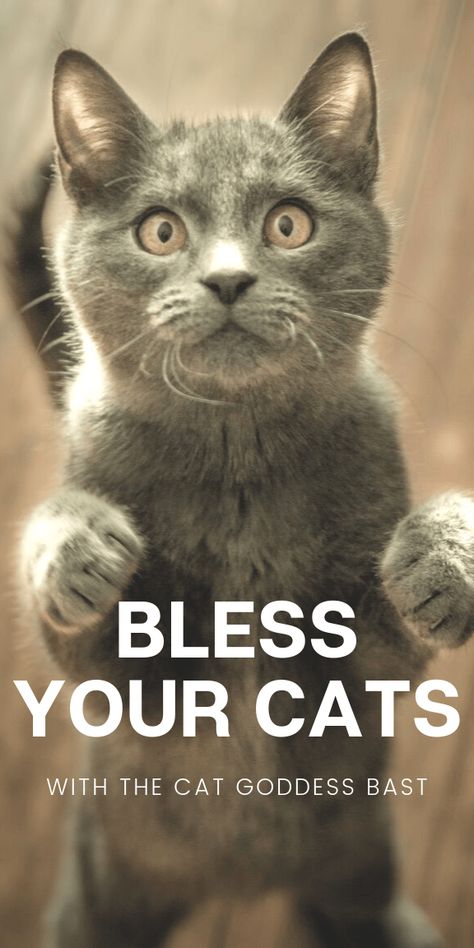 Call On Bast To Bless Your Cats - Eclectic Witchcraft Cat Protection Spell, Cat Blessing, Bast Goddess, Blessing Spell, Goddess Egyptian, Deity Worship, Bastet Goddess, Egyptian Cat Goddess, Spirit Animal Meaning