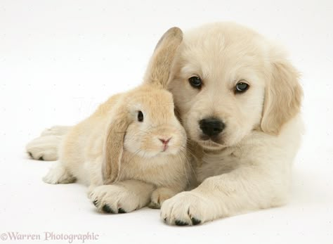 Golden Retriever pup with young Sandy Lop rabbit . . Golden Retriever Pup, Rabbit Photos, Labrador Retriever Puppies, Animals Friendship, Dog Runs, Dogs Golden Retriever, Retriever Dog, Outdoor Dog, Sweet Animals