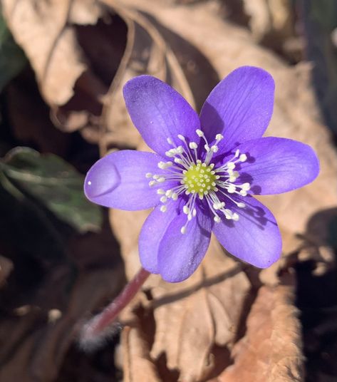 Liverleaf Flower, Hepatica Flower, Unseen Beauty, Anemone Hepatica, Hepatica Nobilis, Flower References, Flower Language, Mother Dearest, Wildflower Tattoo