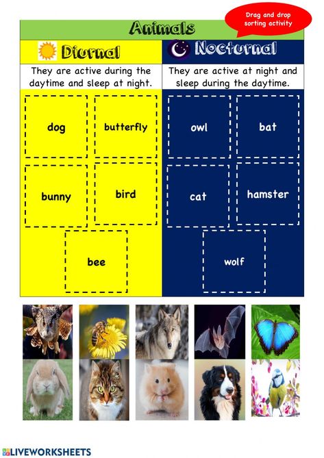 Diurnal and Nocturnal Animals online worksheet for Grade 1. You can do the exercises online or download the worksheet as pdf. Diurnal And Nocturnal Animals, Nocturnal And Diurnal Animal Activities, Nocturnal Animals Activities, Diurnal Animals, Animal Worksheets, Nocturnal Animals, Animal Science, 1st Grade Worksheets, English Lessons For Kids