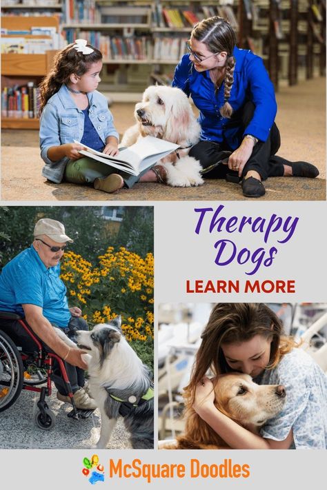 Wondering what a therapy dog is? What do therapy dogs do? How are therapy dogs different than service dogs? Visit our FAQ page about therapy dogs to learn the answers to the most common questions about therapy dogs. Therapy Dogs Breeds, Dog Therapy, Therapy Dog Training, Emotional Support Dog, Therapy Dog, Dog Meet, Child Therapy, Dog Training Videos, Dog Stories