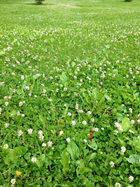 Pollinator Friendly Lawn, Bee Friendly Yard, Bee Lawn, Pollination Garden, Lawn Stars, White Dutch Clover, Patio Garden Bed, Pollinator Garden Design, Clover Lawn