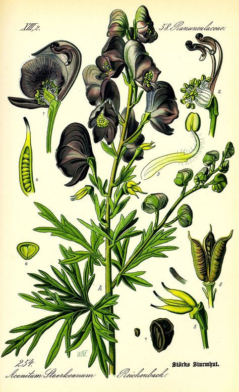 The Crooked Path of Poison - The House Of Twigs Aconitum Napellus, Poison Garden, Interesting Tattoos, Botanical Vintage, Witch Garden, Poisonous Plants, Illustration Botanique, Plant Identification, Vintage Botanical Prints