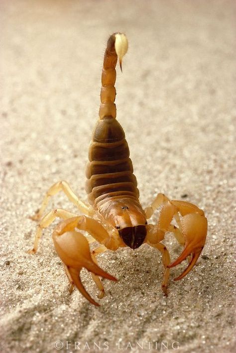 Scorpion, Kalahari Desert, Botswana Rare Spiders, Interesting Bugs, Texture References, Stick Insects, Frans Lanting, Spiders And Snakes, Kalahari Desert, Balloons Photography, Cnidaria