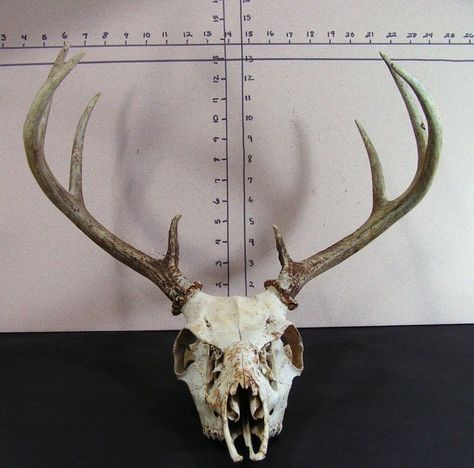 Deer Skull Front View, Skull Front View, Deer Skeleton, Animal Reference, Deer Skull, Deer Skulls, Whitetail Deer, White Tail, Front View