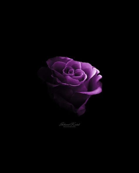 MUHAMET KARTAL | I'll be the actor starring in your bad dreams 👀 … #rose #pink #darkness #art #dream | Instagram Purple Roses Wallpaper, Plant Reference, Dream Instagram, Roses Wallpaper, Bad Dreams, Language Of Flowers, Purple Roses, Rose Pink, Red Flowers