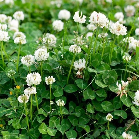 Get Rid of Clover and Other Yard Nuisances With These 10 Tips | Family Handyman White Dutch Clover, Clover Lawn, Clover Plant, Clover Seed, Seeding Lawn, American Meadows, White Clover, Lucky Plant, Garden Insects