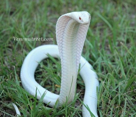 Albino Cobra. Rare Albino Animals, Snake Photos, Pretty Snakes, Animals Crossing, Albino Animals, Cute Reptiles, Cute Snake, Pet Snake, Beautiful Snakes