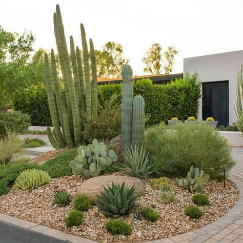 Residential Contemporary - Paradise Valley - 2013 - Contemporary - Landscape - Phoenix - by Greey Pickett | Houzz Witchy Room Aesthetic, Desert Plants Landscaping, Cactus Garden Design, Best Patio Furniture, Cactus Garden Landscaping, Low Water Gardening, Drought Tolerant Garden, Succulent Garden Design, Landscaping Business